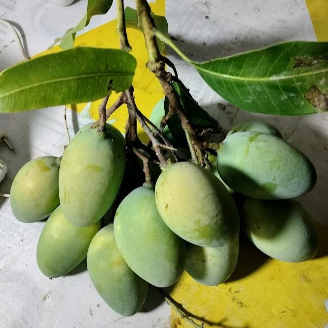 

Bisa Diandalkan Mangga Rujak Muda 1Kg Cocok Buat Ibu Yg Lgi Ngidam