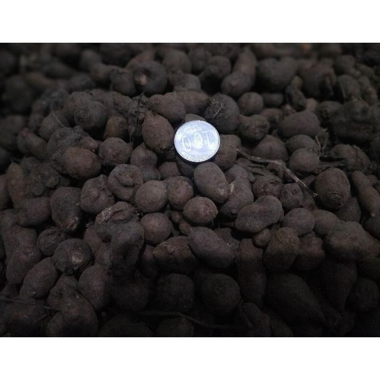 

Paling Dicari Kentang Hitam Kemasan 1Kg