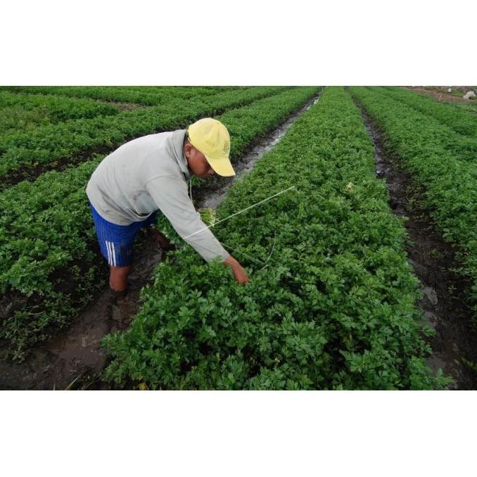 

Good Quality Seledri Fresh (Harga Per @100Gr) - Bakoel Sayur Online