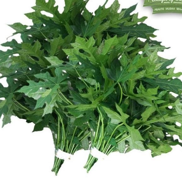 

Satisfaction Daun Pepaya Jepang/ Daun Pepaya/ Per Ikat
