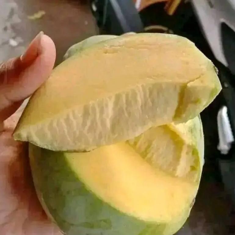 

Fungsi Mangga Indramayu Mengkel Tua Dan Muda Harga 1Kg