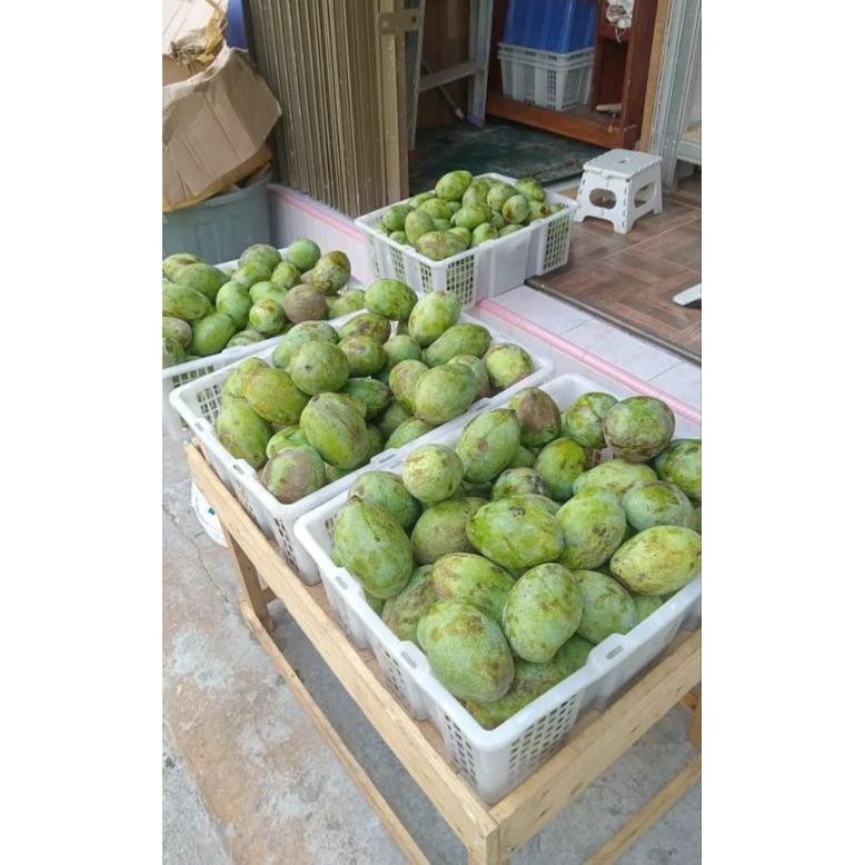 

Termurah Mangga Manalagi Matang