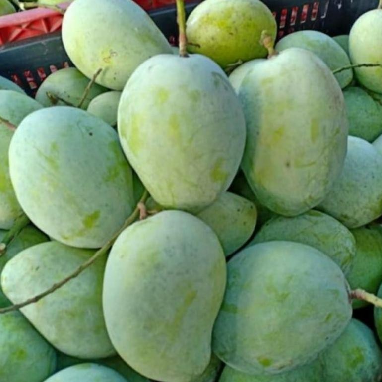 

Bermutu Buah Mangga Indramayu Matang 1 Kg