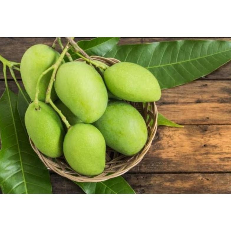 

Bisa Disesuaikan Mangga Muda/Rujakmangga/Mangga Rujak/Buahmangga