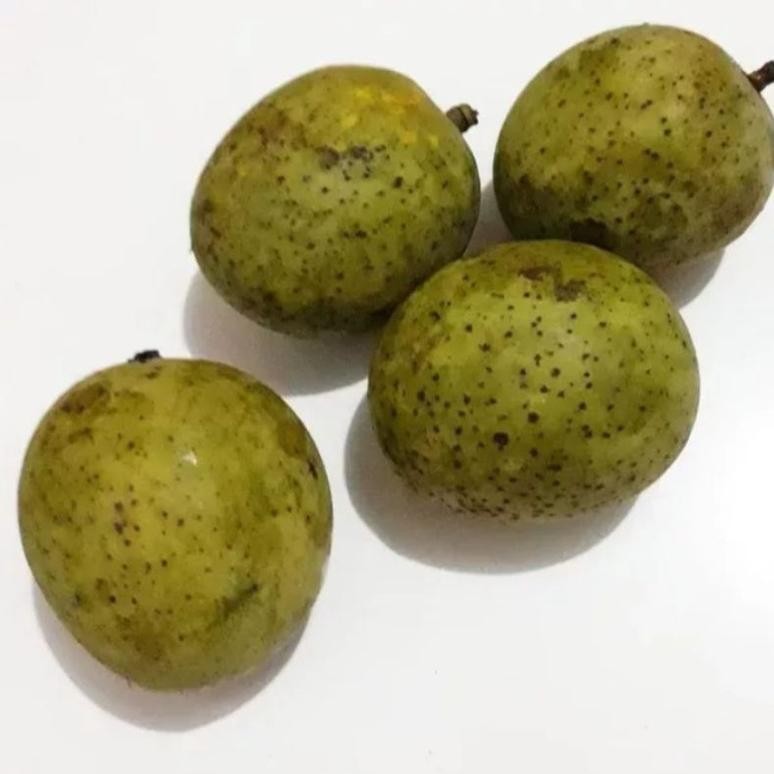 

Inspiratif Buah Pakel Muda 1 Kg/Buah Limus /Buah Mangga/Buah Bacang Segar/Muda