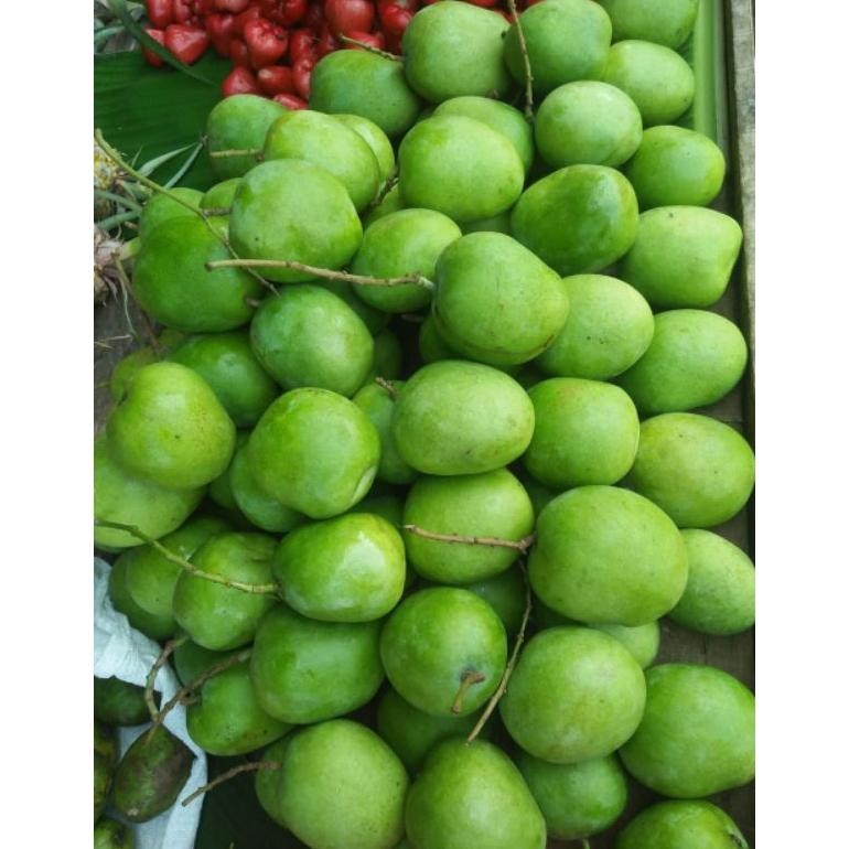 

Segera Mangga Muda Untuk Rujakan 1Kg