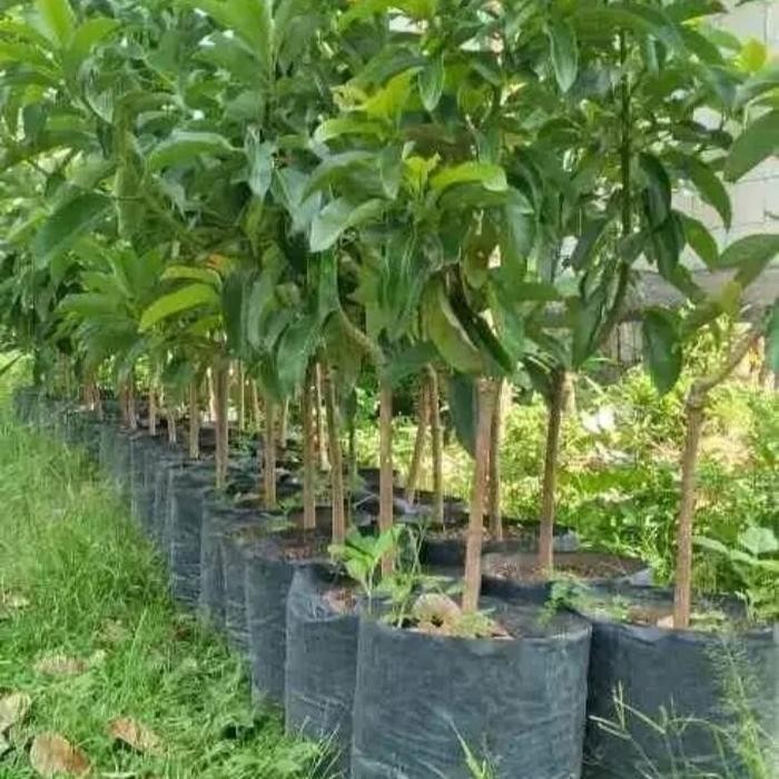 Bibit Alpukat Mentega Jumbo tinggi 1 meter - Alpukat unggulan Murah