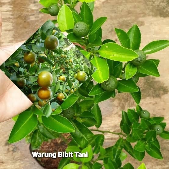 BIBIT JERUK SONKIT BERBUNGA/BERBUAH Diskon