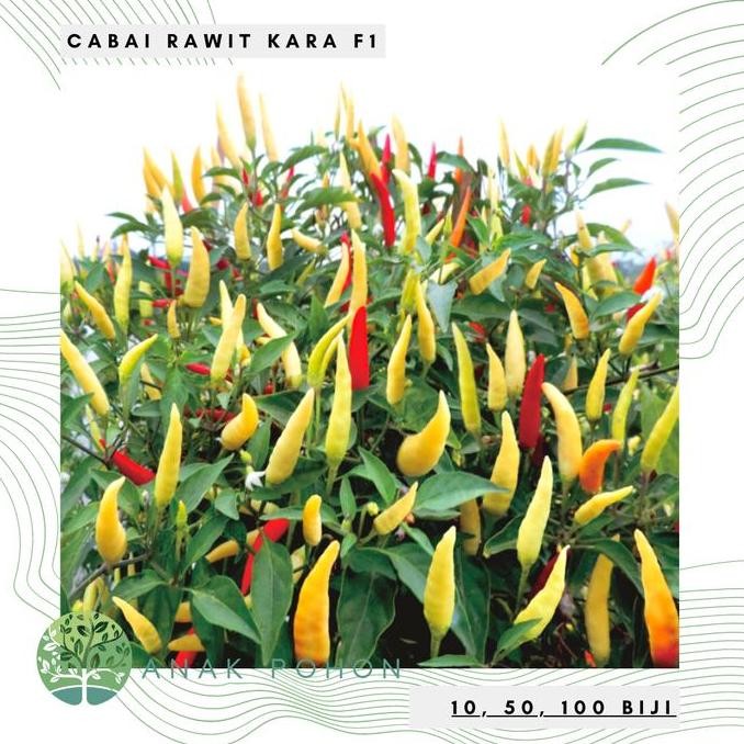 Benih Bibit Biji - Cabai Rawit Merah Kara F1 Cabe Pedas Tegak Seeds murah