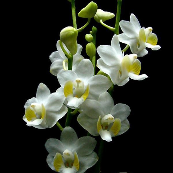 doritis alba/phal pulcherrima alba Murah