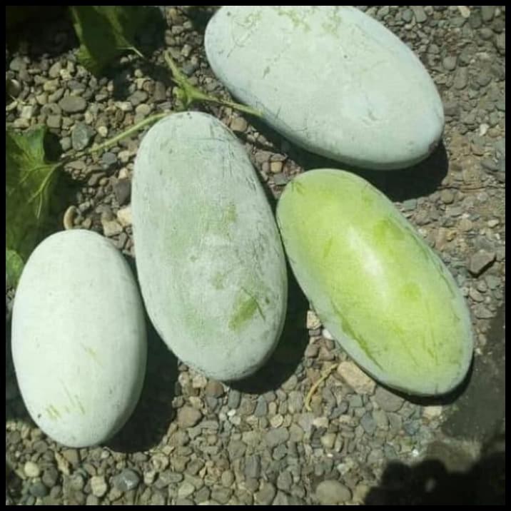 

Buah Beligo Kundur Fresh 2 Kg / Buah Bligo Di Petik Saat Order Masuk