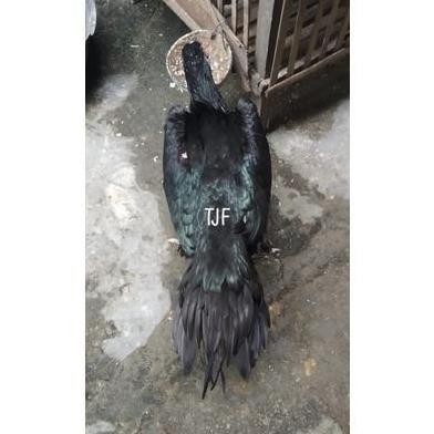 

TELUR VERTIL AYAM BANGKOK EKOR LIDI