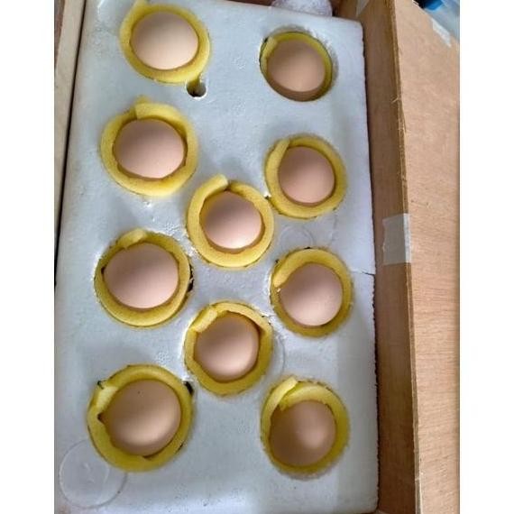 

TELUR TETAS VERTIL FRESH BARRED ROCK ORI / 1 BUTIR