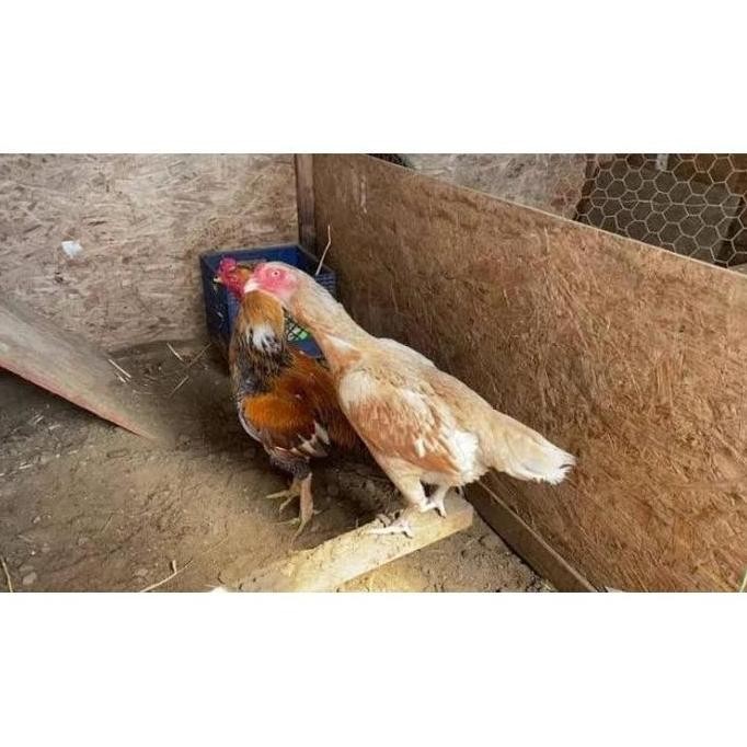 

TELUR VERTIL AYAM PLUCKER TERMURAH/TELUR AYAM PENCABUT BULU SUPER