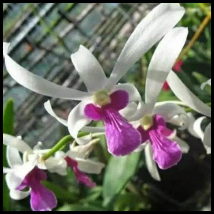 Pohon Anggrek Dendrobium Mesagnil Dewasa Siap Bunga / Spike