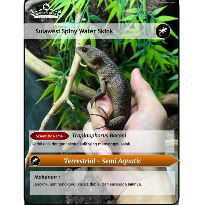 Kartu Sulawesi Spiny Water Skink / Kadal Salak SUPER QUALITY