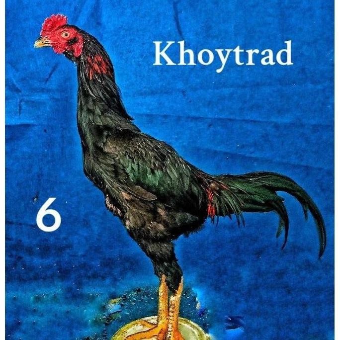 

TELUR TETAS VERTIL AYAM KHOYTRAD BAGUS SUPER