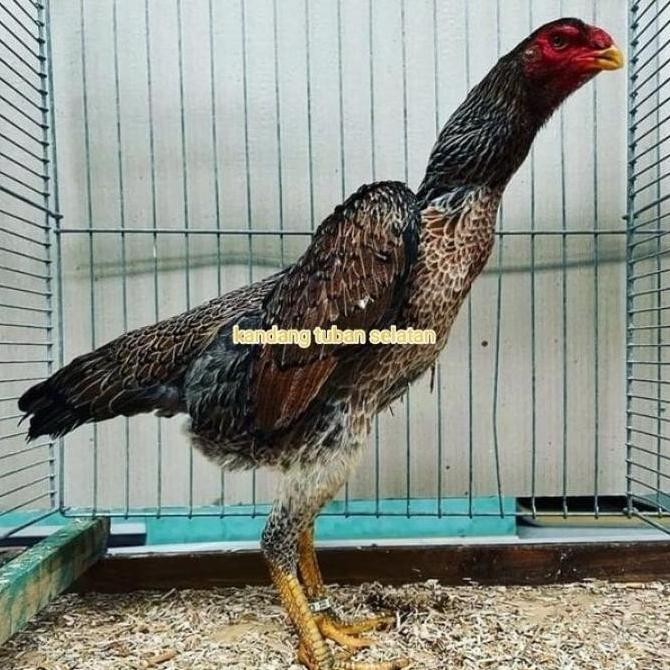 

READYY TELUR VERTIL TETAS AYAM SHAMO JAPAN 3 BUTIR