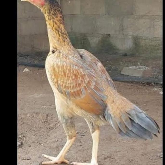 

TELUR VERTIL AYAM PLUCKER TERMURAH/TELUR AYAM PENCABUT BULU SUPER