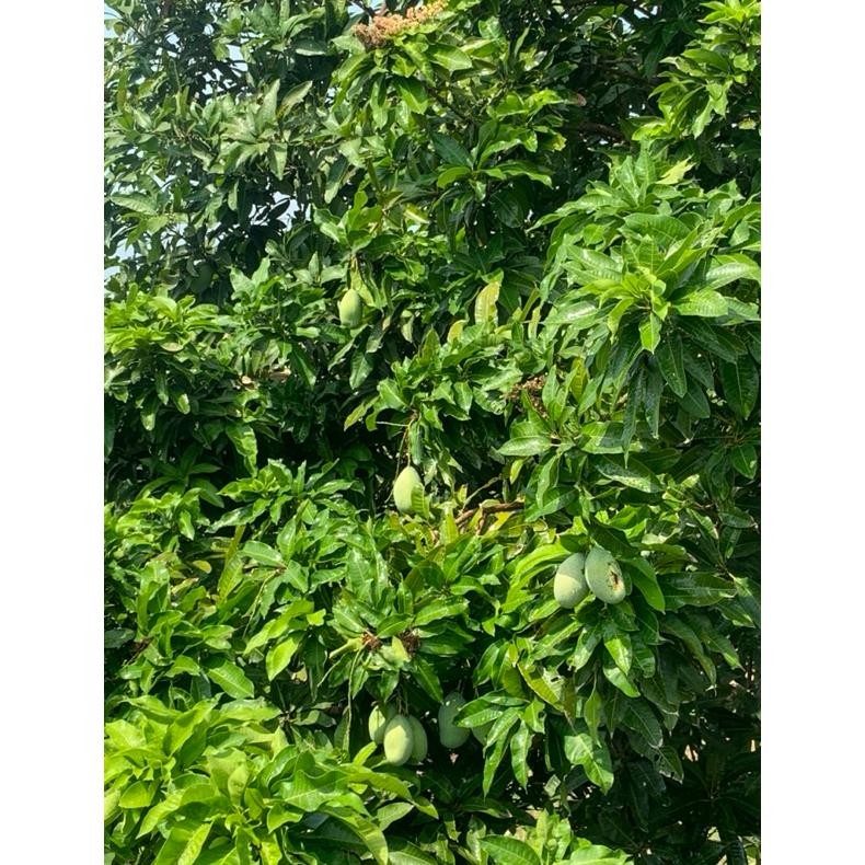 

Unik Mangga Muda Fresh Langsung Petik Pohon Pengiriman Tercepat