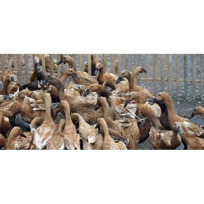 

TELUR VERTIL BEBEK PETELUR|TELUR VERTIL UNTUK DITETASKAN|TELUR MURAH