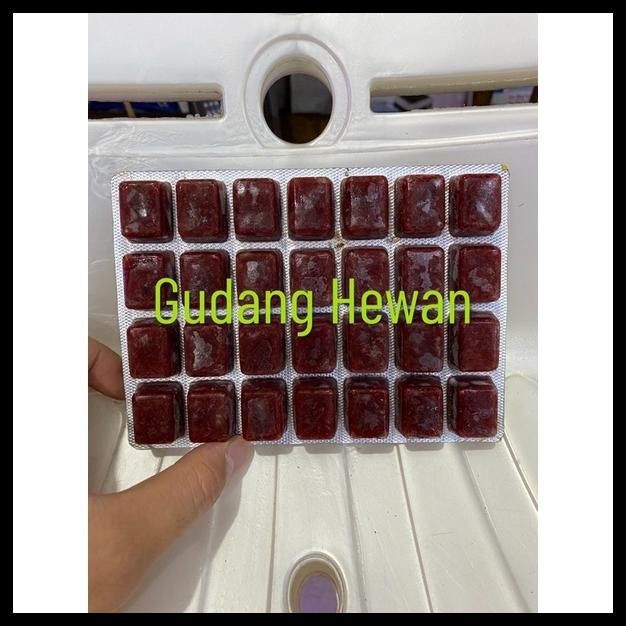 CACING BEKU PIONEER 5 PCS - M27 - PAKAN LOHAN - PAKAN IKAN HIAS