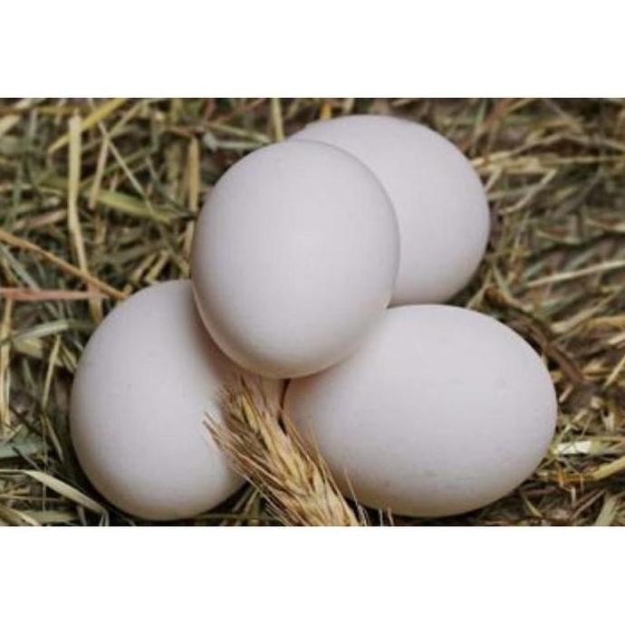 

TELUR VERTIL AYAM KAMPUNG ASLI ( TELUR AKA BISA DI TETASKAN)