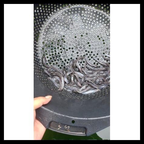 BIBIT LELE PER 100EKOR || UKURAN 4-5 CM || ANAK LELE/BIBIT LELE || PAKAN PREDATOR
