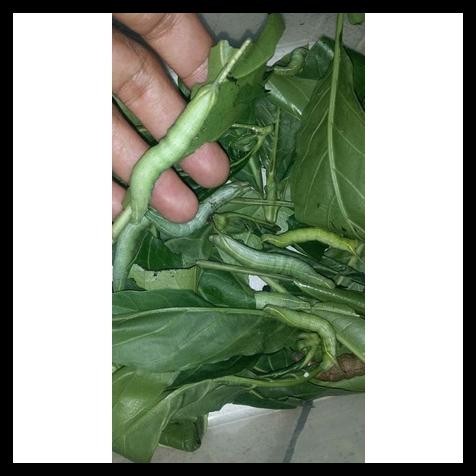 ULAT MENGKUDU UMPAN GT BAWAL/LELE HARGA PEREKOR