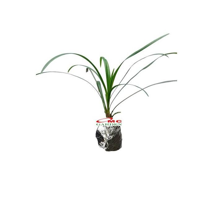 Tanaman Hias Jaburan - Rumput Jaburan  Alang - Alang Hijau Kucai ( Ophiopogon Jaburan Vittatus ) 102