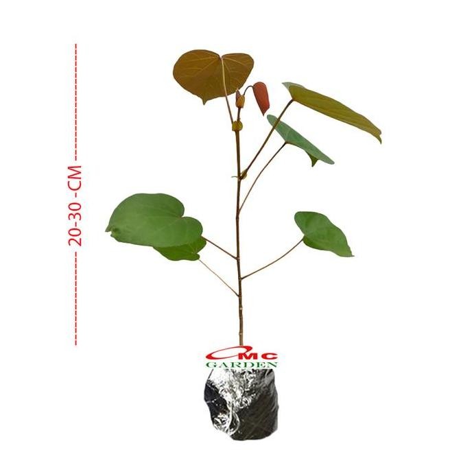 Tanaman Hias Bibit Bahan Bonsai Waru Merah Pohon Waru Merah Super Red 2030 Produk Lengkap