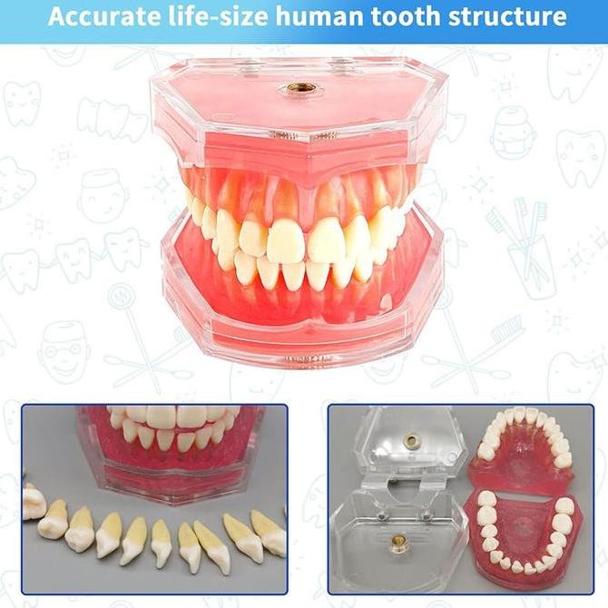 

Model Gigi Edukasi Lepasan Patung Gigi Untuk Belajar Dental Teaching Model Alat Peraga Gigi Perlengkapan Medis Dental Model Study Kualitas Original