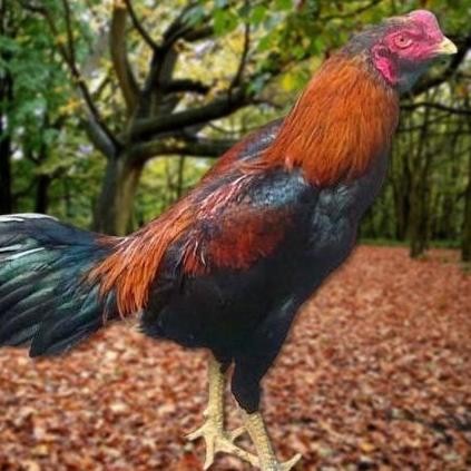 

TELUR AYAM PAKHOY FULL BRAKOT VERTIL SIAP DI TETASKAN JAMINAN SUPER OIGINAAL BERGARANSI