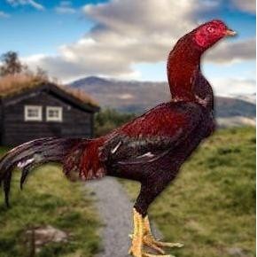 

TELUR AYAM PAKHOY TANGGUH VERTIL SIAP DI TETASKAN JAMINAN SUPER OIGINAL BERGARANSI