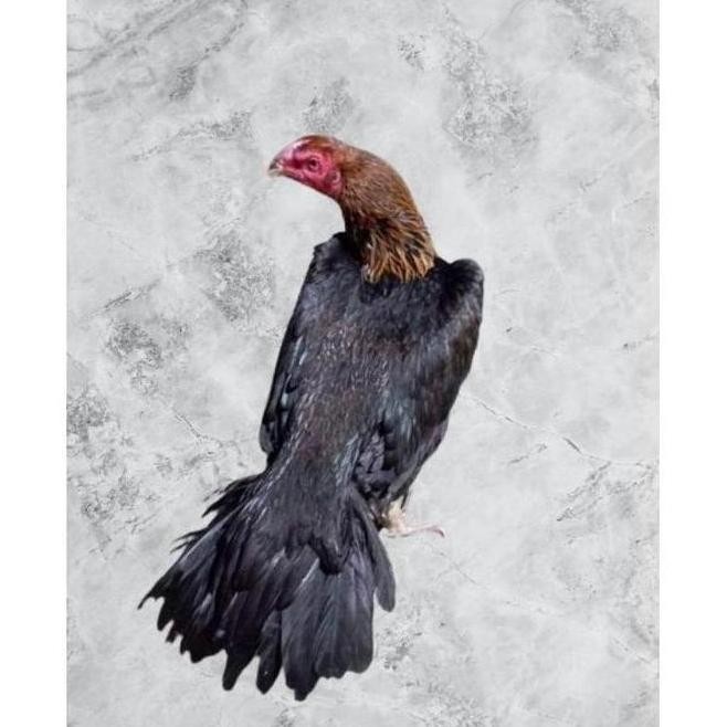

TELUR VERTIL AYAM BANGKOK EKOR LIDI