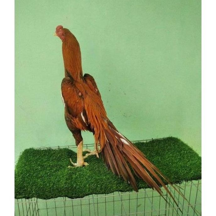 

TELUR VERTIL AYAM BANGKOK EKOR LIDI TEAIK