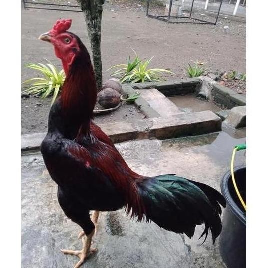 

TELUR AYAM PAMA NINJA IQ F1/TELUR VERTIL PETARUNG