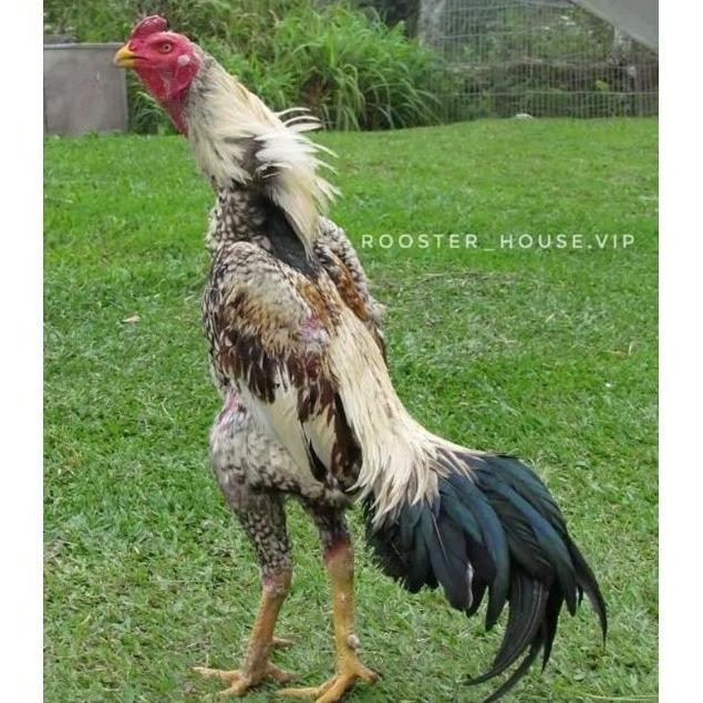 

TELUR AYAM SHAMO EROPA ORI BISA UNTUK DI TETASKAN VERTIL SUPER GARANSI