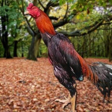 

TELUR AYAM PAKHOY SUPER VERTIL SIAP DI TETASKAN JAMINAN SUPER OIGINAL BERGARANSI