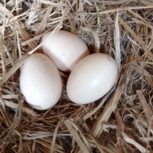 

TELUR AYAM ASSEL PARROT ORI BISA UNTUK DI TETASKAN VERTIL