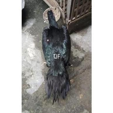 

TELUR VERTIL AYAM BANGKOK EKOR LIDI ORIGINAL