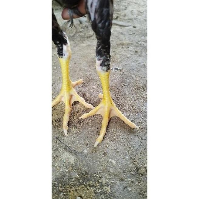 

TELUR AYAM PAKHOY ORI VERTIL SIAP DI TETASKAN JAMINAN SUPER OIGINAL BERGARANSI