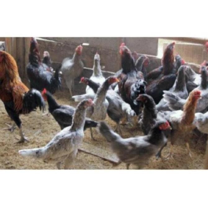 

TELUR AYAM KAMPUNG VERTIL/TELUR AYAM KAMPUNG ORIGINAL/TELUR ORGANIK