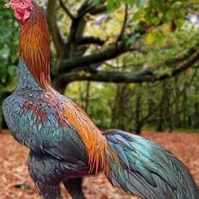 

TELUR AYAM PAKHOY TRAH MANEEDAENG VERTIL SIAP DI TETASKAN JAMINAN SUPER OIGINAL BERGARANSI