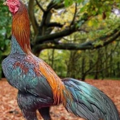 

TELUR AYAM PAKHOY TRAH MANEEDAENG VERTIL SIAP DI TETASKAN JAMINAN SUPER OIGINAL BERGARANSI