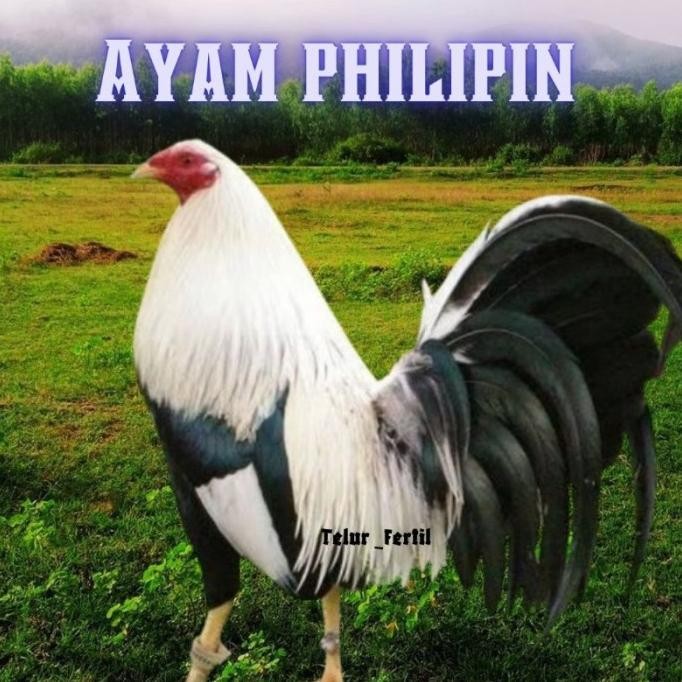 

TELUR AYAM PHILIPIN ASLI AK47 BISA UNTUK DI TETASKAN VERTIL ORI