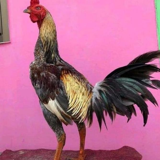 

TELUR AYAM PAMA NINJA IQ F1/TELUR VERTIL AYAM PETARUNG
