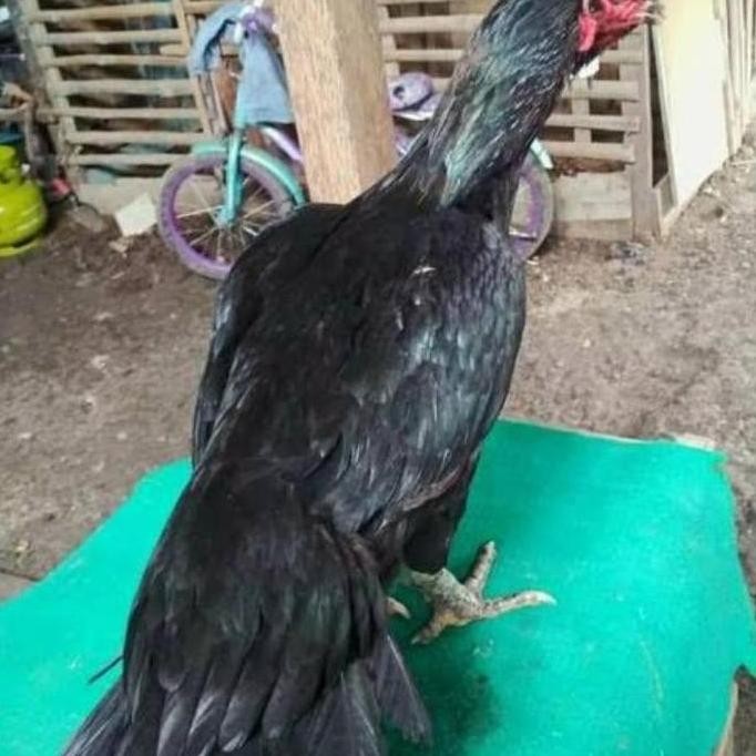 

TELUR VERTIL AYAM BANGKOK EKOR LIDI