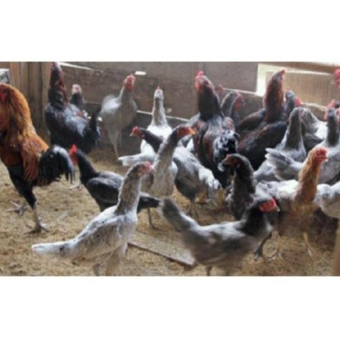 

TELUR AYAM KAMPUNG VERTIL/TELUR AYAM KAMPUNG ORIGINAL/TELUR ORGANIK
