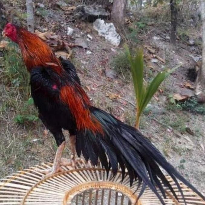 

TELUR VERTIL AYAM BANGKOK EKOR LIDI ORIGINAL